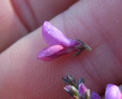Indigofera nigromontana