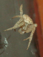 Pararaneus