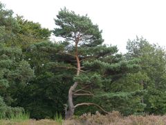 Pinus