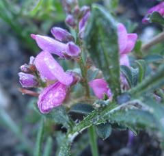 Indigofera nigromontana