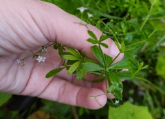 Galium rivale