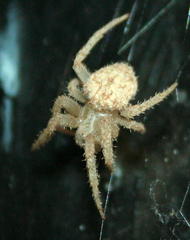 Pararaneus