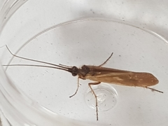 Limnephilus auricula