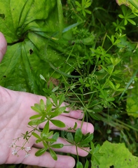 Galium rivale