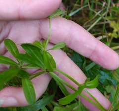 Galium rivale