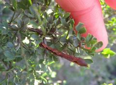 Indigofera nigromontana