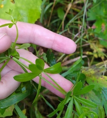 Galium rivale
