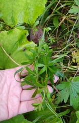 Galium rivale