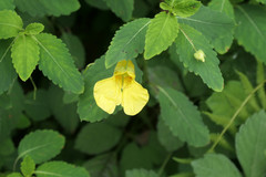 Impatiens noli-tangere