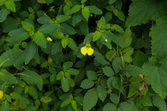 Impatiens noli-tangere