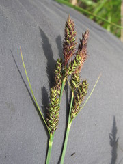 Carex hartmanii