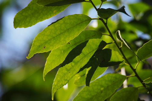 Ilex chinensis, photograph 5