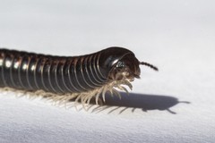 Spirobolellus antipodarus