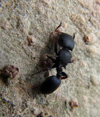 Cataulacus wissmannii