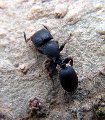 Cataulacus wissmannii