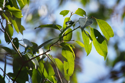 Ilex chinensis, photograph 4