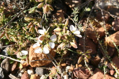 Polygala microlopha microlopha