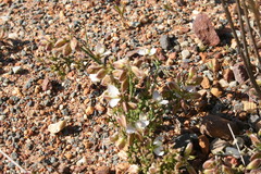 Polygala microlopha microlopha