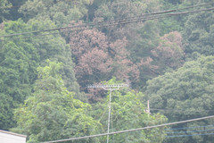 Platypus quercivorus