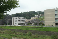 Platypus quercivorus