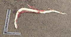 Psammophis mossambicus