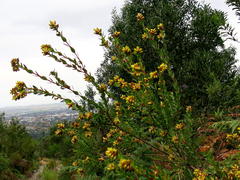 Penaea cneorum gigantea
