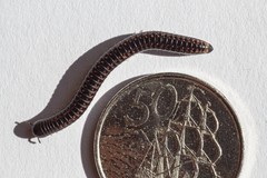 Spirobolellus antipodarus