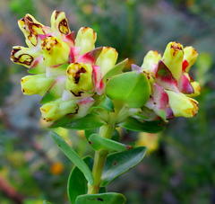 Penaea cneorum gigantea