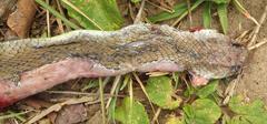 Psammophis mossambicus