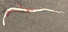 Psammophis mossambicus