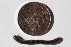 Spirobolellus antipodarus