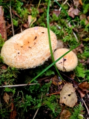 Lactarius repraesentaneus