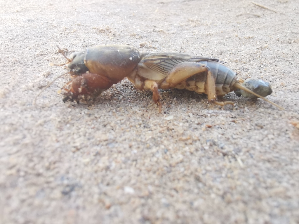 Seventeen-chromosome Mole-cricket