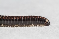 Spirobolellus antipodarus