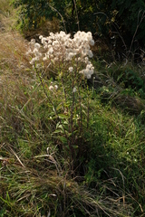 Erigeron acris podolicus