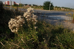 Erigeron acris podolicus