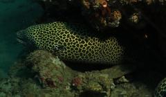 Gymnothorax favagineus