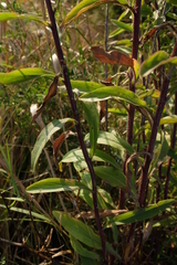 Erigeron acris podolicus