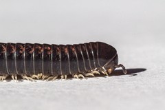 Spirobolellus antipodarus