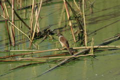 Acrocephalus gracilirostris gracilirostris