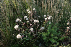 Erigeron acris serotinus