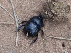 Anoplotrupes stercorosus