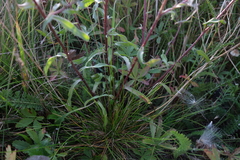 Erigeron acris serotinus