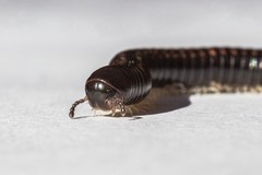 Spirobolellus antipodarus