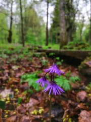 Soldanella montana