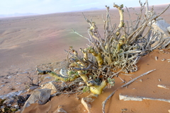 Pelargonium klinghardtense
