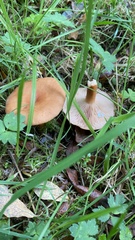 Lactarius tabidus