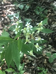 Doellingeria infirma