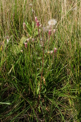Erigeron acris serotinus