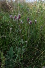 Erigeron acris serotinus